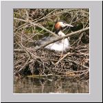 Podiceps cristatus - Haubentaucher 05.jpg